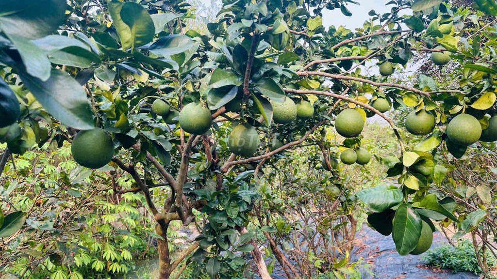 🌿 Giảm 1 tỷ- BÁN NHÀ VƯỜN CỦ CHI–KHÔNG GIAN XANH, YÊN TĨNH, THOÁNG MÁT