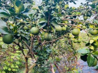 🌿 Giảm 1 tỷ- BÁN NHÀ VƯỜN CỦ CHI–KHÔNG GIAN XANH, YÊN TĨNH, THOÁNG MÁT