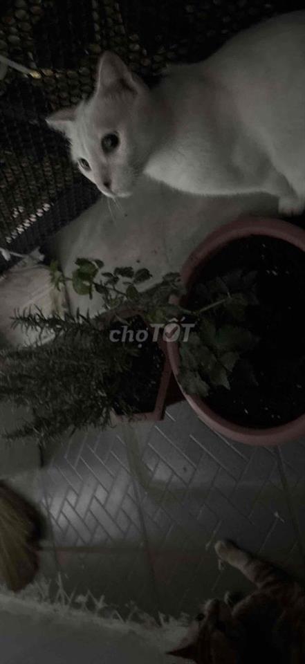 Phòng trọ cho thuê ưu tiên sinh viên