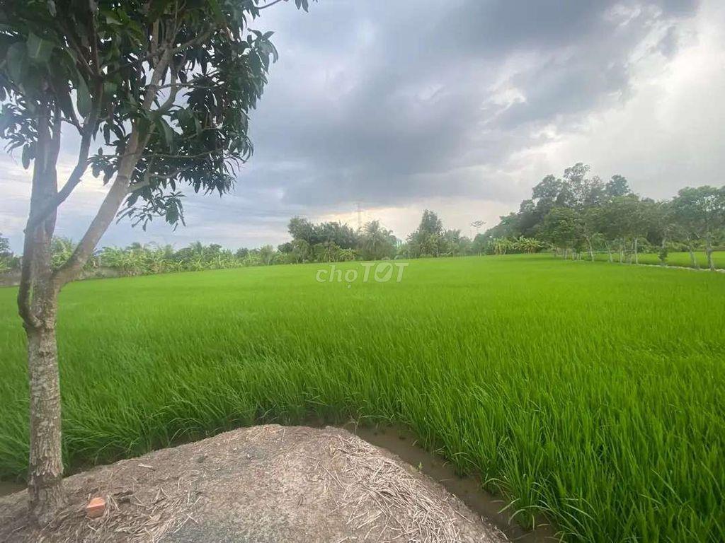 cần bán 4 công đất xã tân nhựt tp hcm