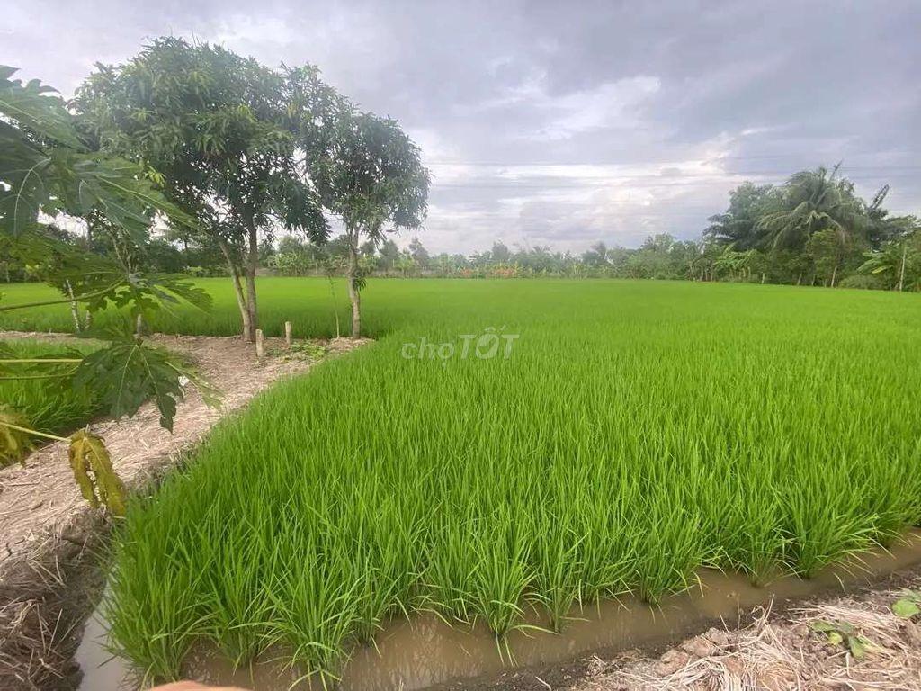 cần bán 4 công đất xã tân nhựt tp hcm