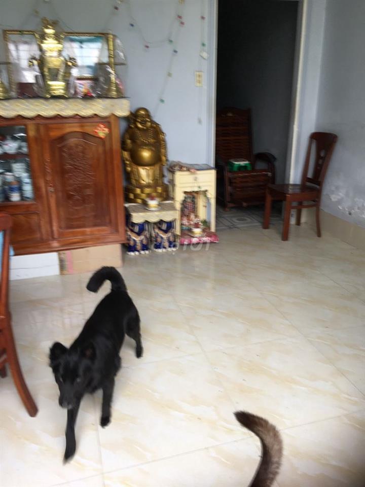 Bà Cô đi Mỹ gửi bán Căn nhà