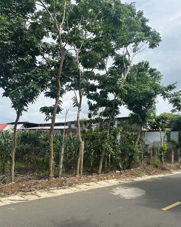 Bán đất gia đình ở Xuyên Mộc (vị trí rất đẹp, hướng đất sáng sủa)