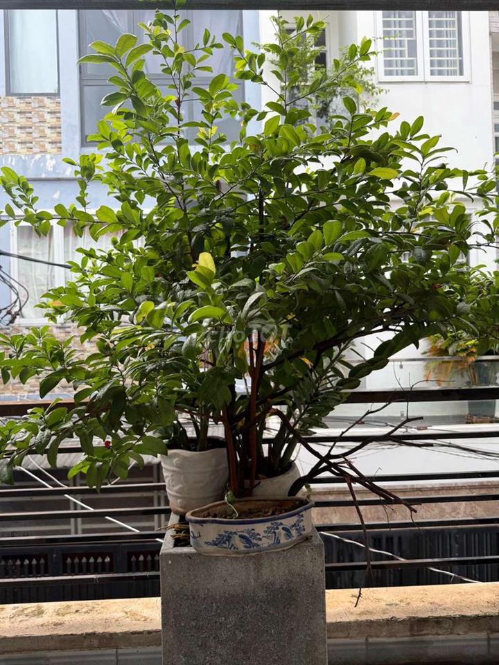 Nguyễn Văn Công - Gò Vấp - Cho thuê nhà đẹp, tiện nghi, ở liền