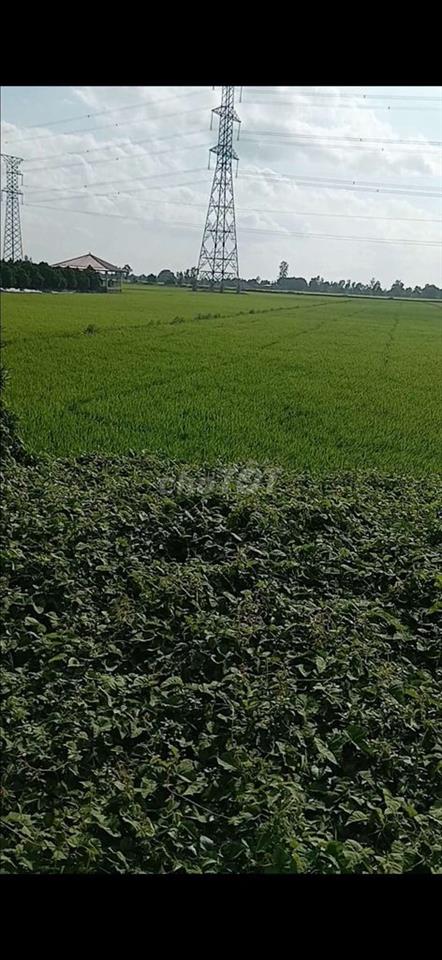 bán gấp đất ruộng