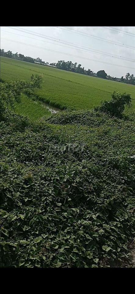 bán gấp đất ruộng