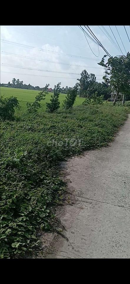 bán gấp đất ruộng