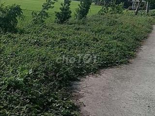 bán gấp đất ruộng