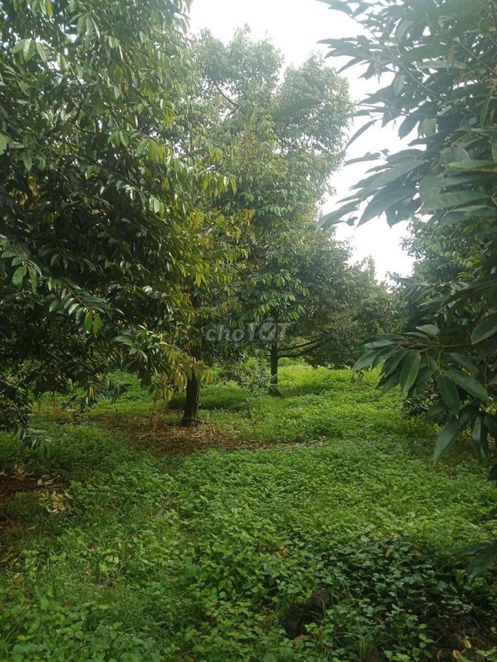 Cần bán 2 sào Đẫ Sầu Riêng năm thứ 10 chính chủ