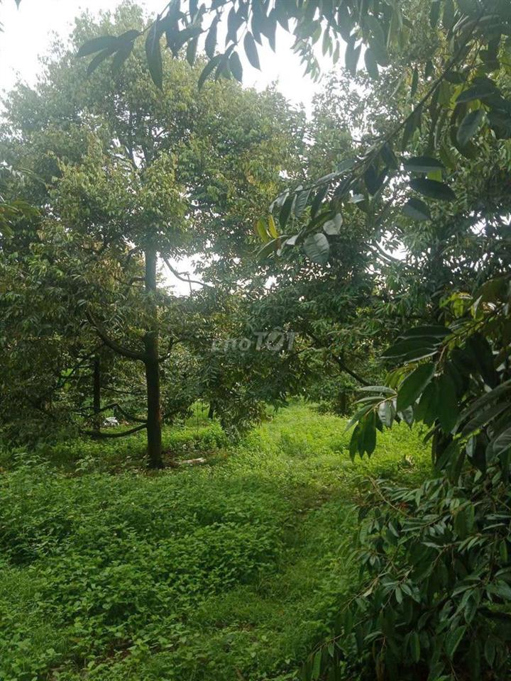 Cần bán 2 sào Đẫ Sầu Riêng năm thứ 10 chính chủ