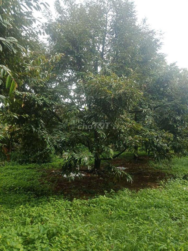 Cần bán 2 sào Đẫ Sầu Riêng năm thứ 10 chính chủ