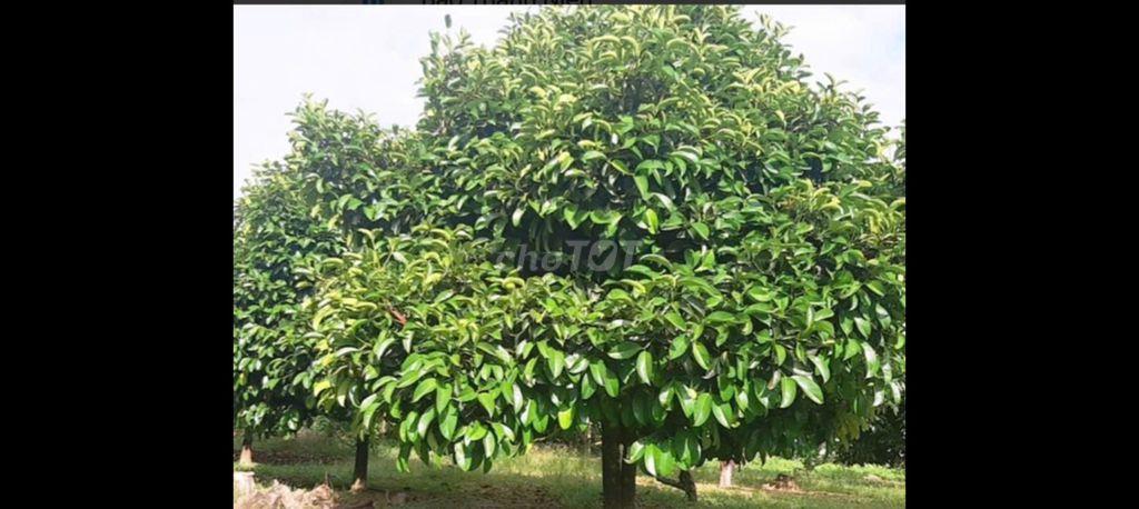 Kẹt tiền cần bán gấp đất giá cực rẻ tại Cần Thơ