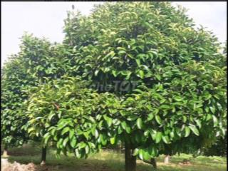 Kẹt tiền cần bán gấp đất giá cực rẻ tại Cần Thơ