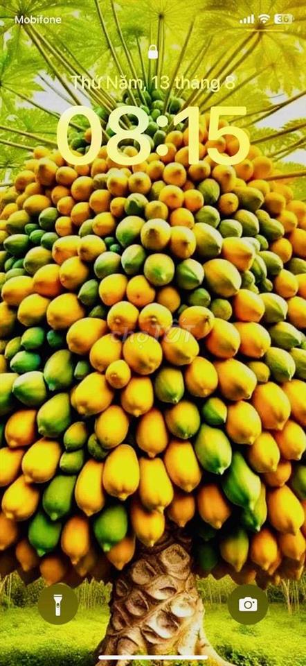 Bán nhà phố hẻm xe hơi