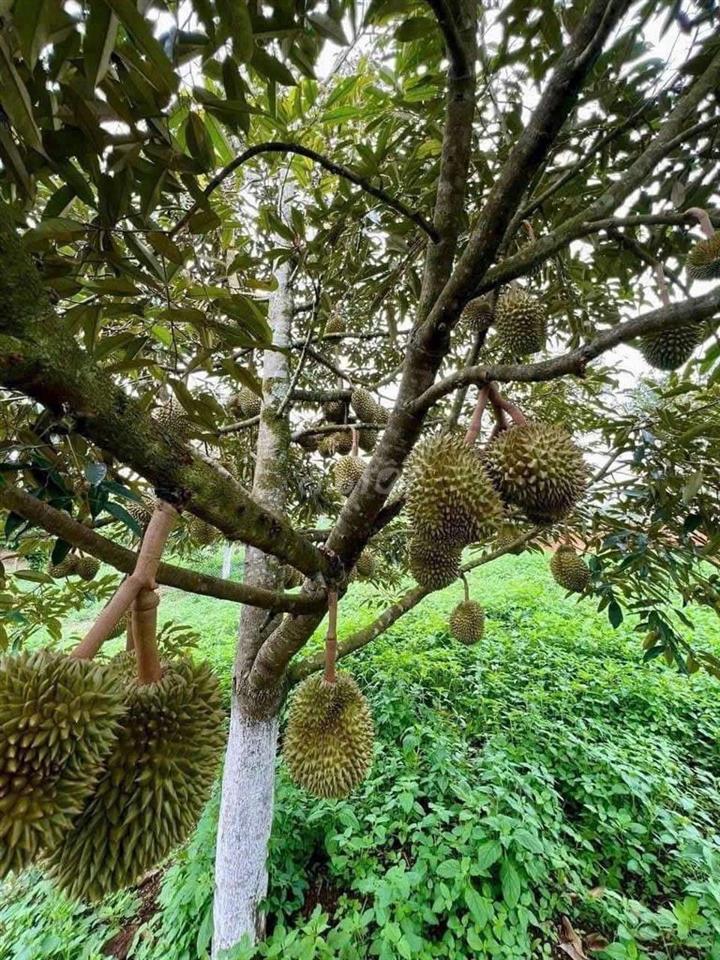 BÁN GẤP NHÀ VƯỜN CHUYỂN VỀ QUÊ