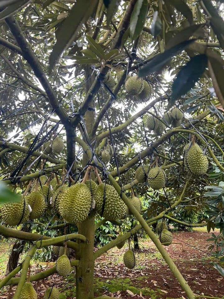 BÁN GẤP NHÀ VƯỜN CHUYỂN VỀ QUÊ