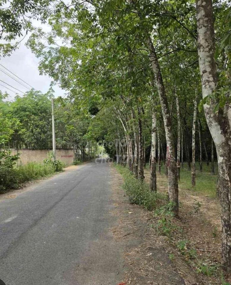 cần bán lô đất vừa ở vừa làm vườn