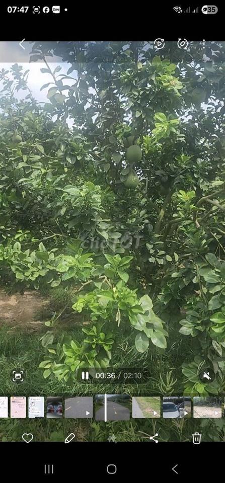 2128m2 ĐẤT VƯỜN XANH MÁT- MẶT TIỀN ĐƯỜNG NHỰA TRUNG TÂM