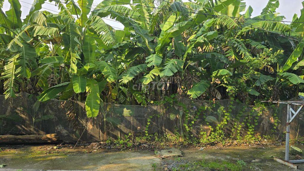BÁN ĐẤT-ĐOÀN NGUYỄN TUẤN –Hưng Long - 125M² – NGANG 5M ×25