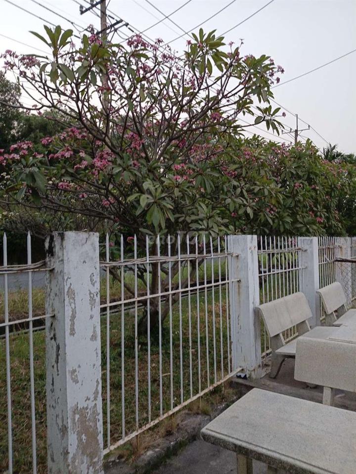 bán  đất  cần  giờ 