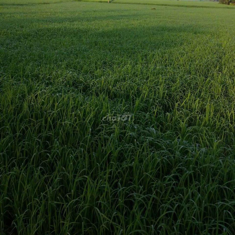 bán  đất  cần  giờ 