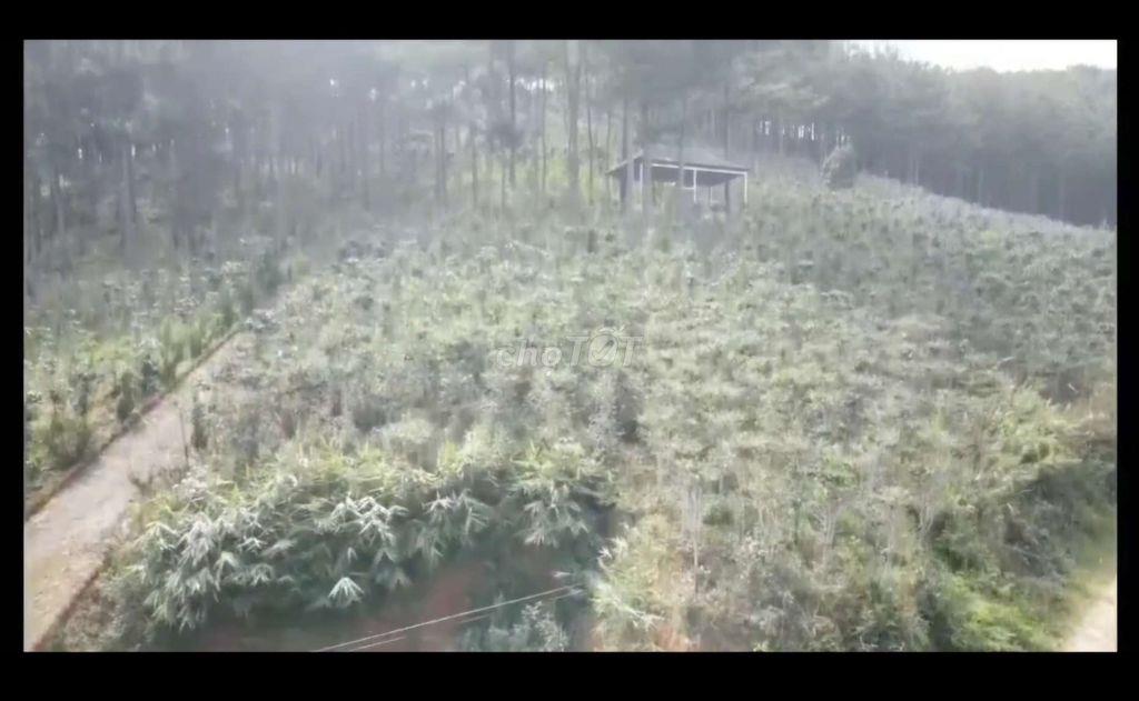 Phường 7, Dalat