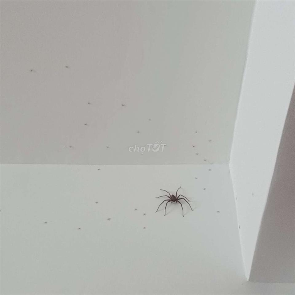 Phòng trọ mới khu vực Quận 8