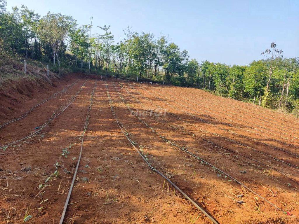 Đất thổ cư rẻ bèo
