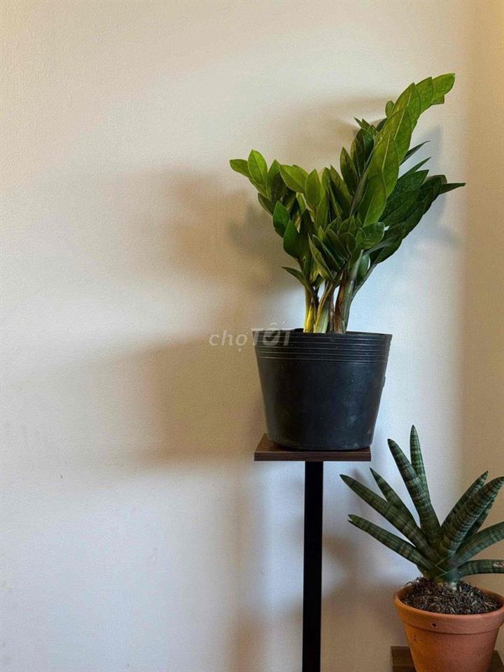 cho thuê căn hộ nội thất cao cấp