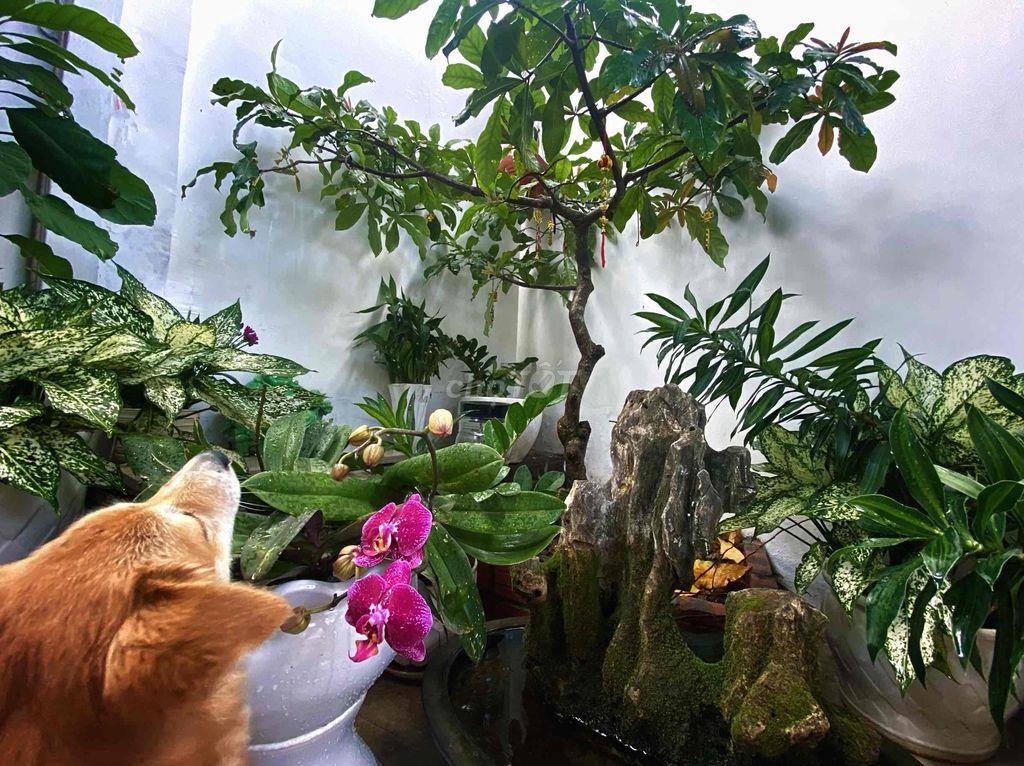Cần bán đất và nhà