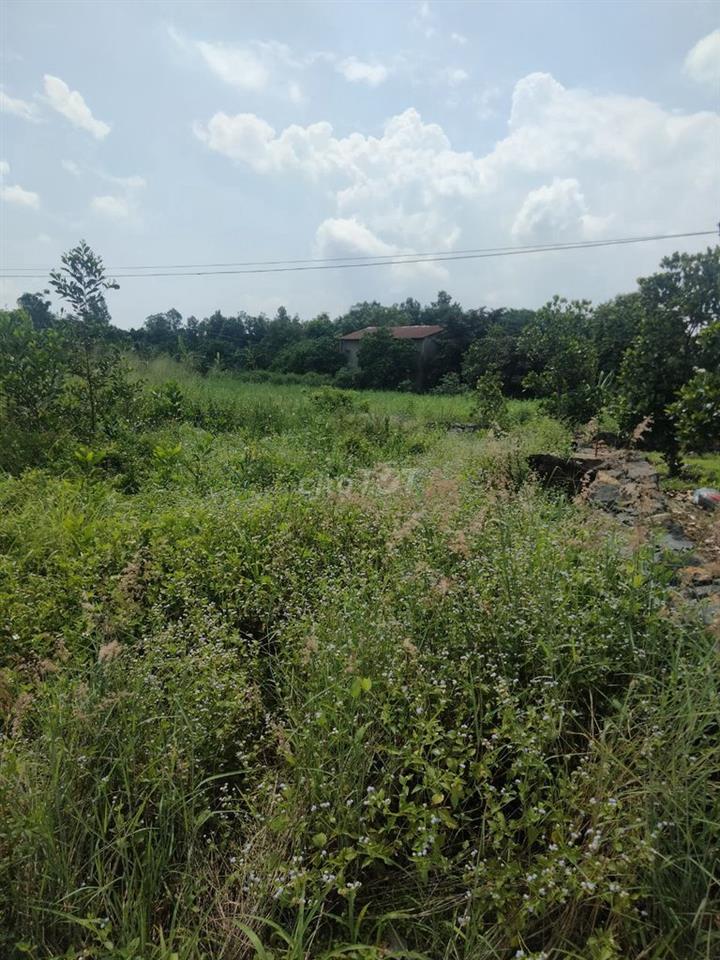 đất xào giá rẻ