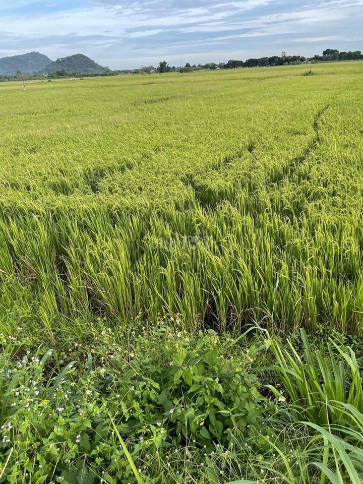 đất ruộng lang minh