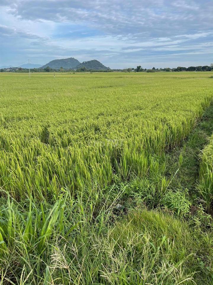 đất ruộng lang minh