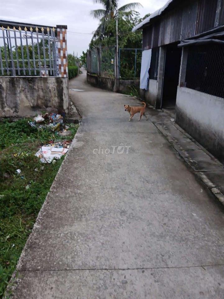 cần bán gắp nhà cấp 4