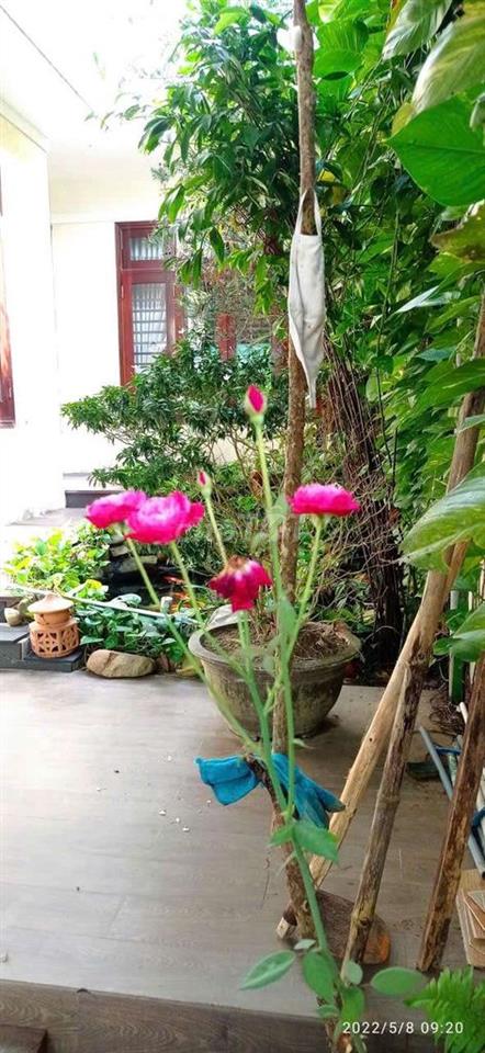 cho thuê nhà 