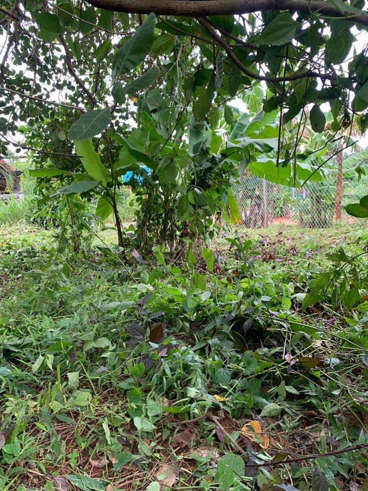 cần bán đất chính chủ