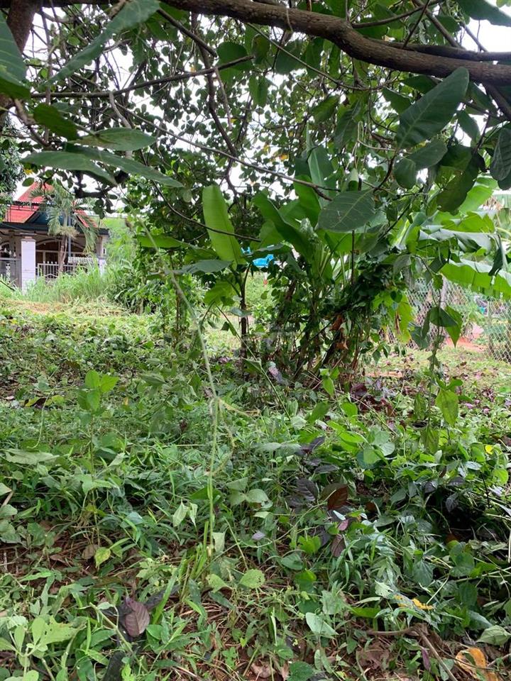 cần bán đất chính chủ