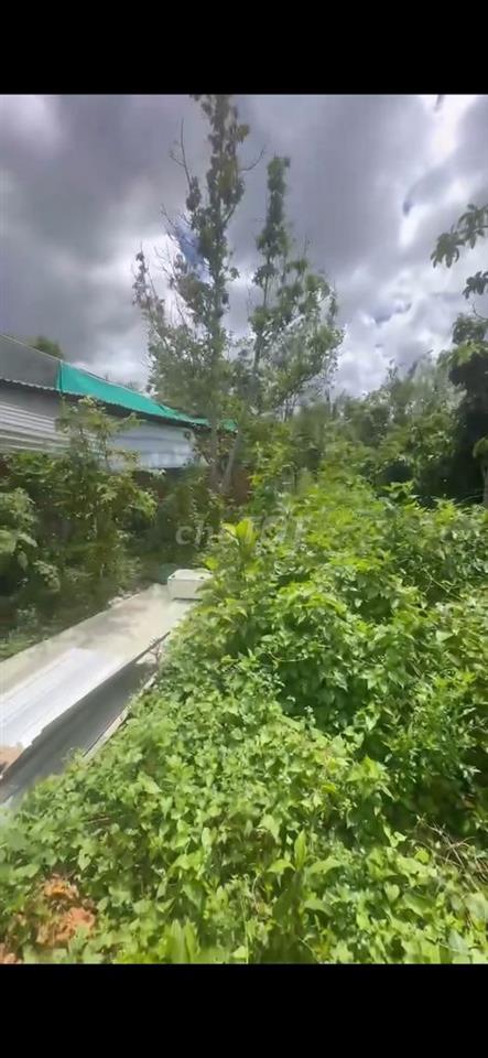 BÁN ĐẤT LONG MỸ VĨNH LONG