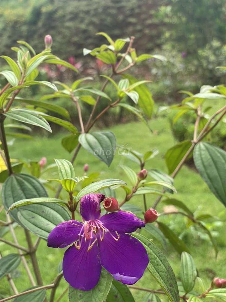 bán nhà 1lâu 1 trệt