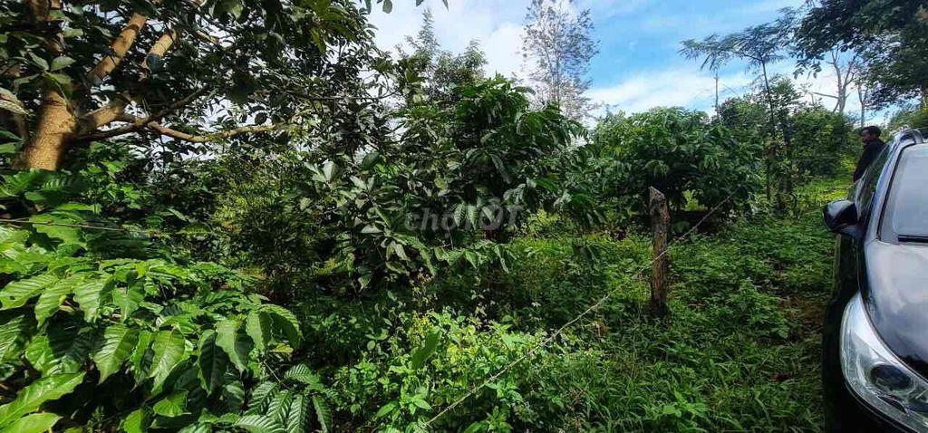 Bán Đất giá rẻ