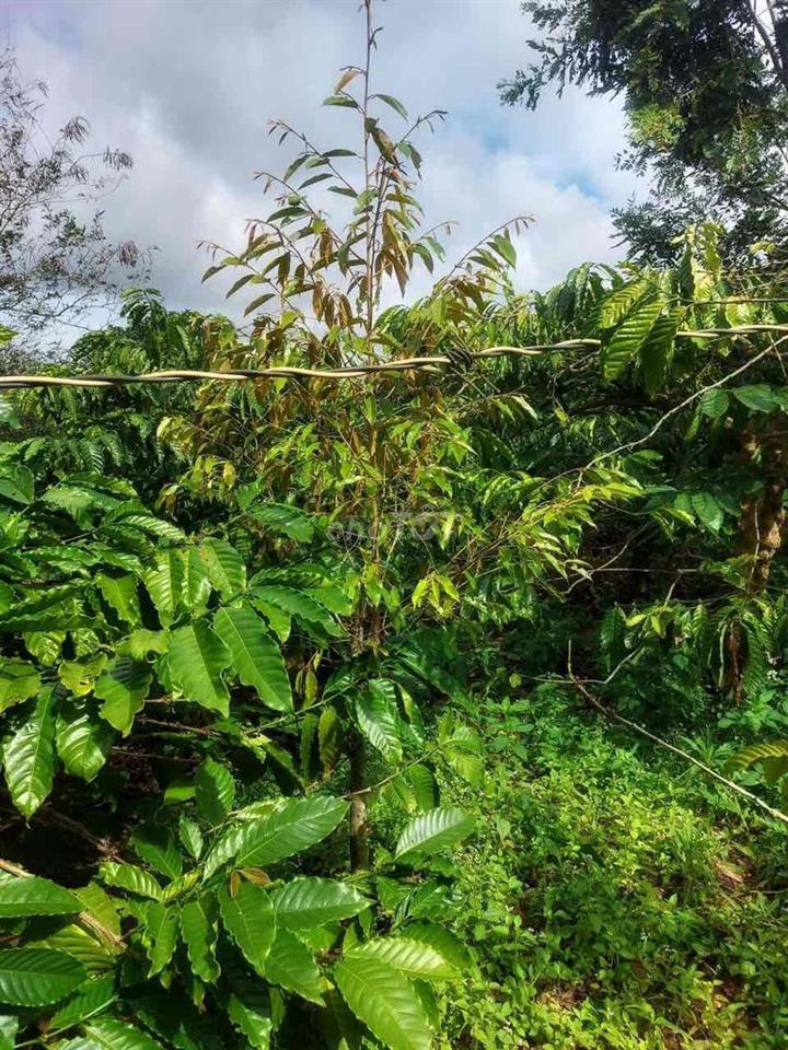 Bán Đất giá rẻ