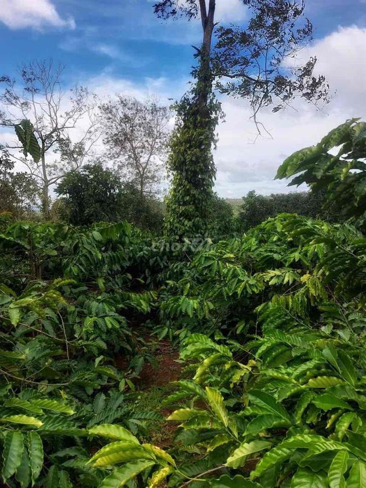 Bán Đất giá rẻ