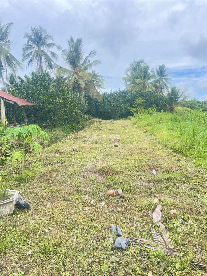 CẦN BÁN ĐẤT GIÁ RẺ 295TRIỆU - MỸ PHONG