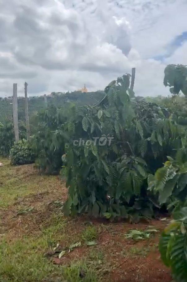 BÁN 1,4 HA VƯỜN CÀ PHÊ – TIÊU TẠI ĐẮK SONG, ĐẮK NÔNG