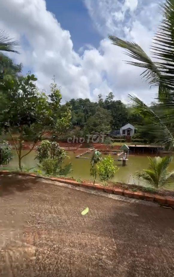 BÁN 1,4 HA VƯỜN CÀ PHÊ – TIÊU TẠI ĐẮK SONG, ĐẮK NÔNG