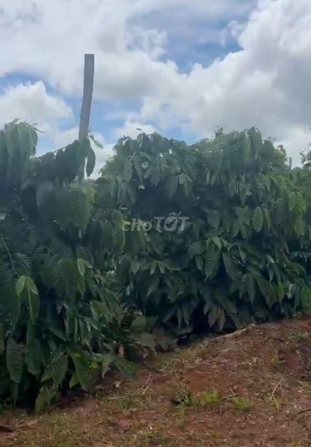 BÁN 1,4 HA VƯỜN CÀ PHÊ – TIÊU TẠI ĐẮK SONG, ĐẮK NÔNG