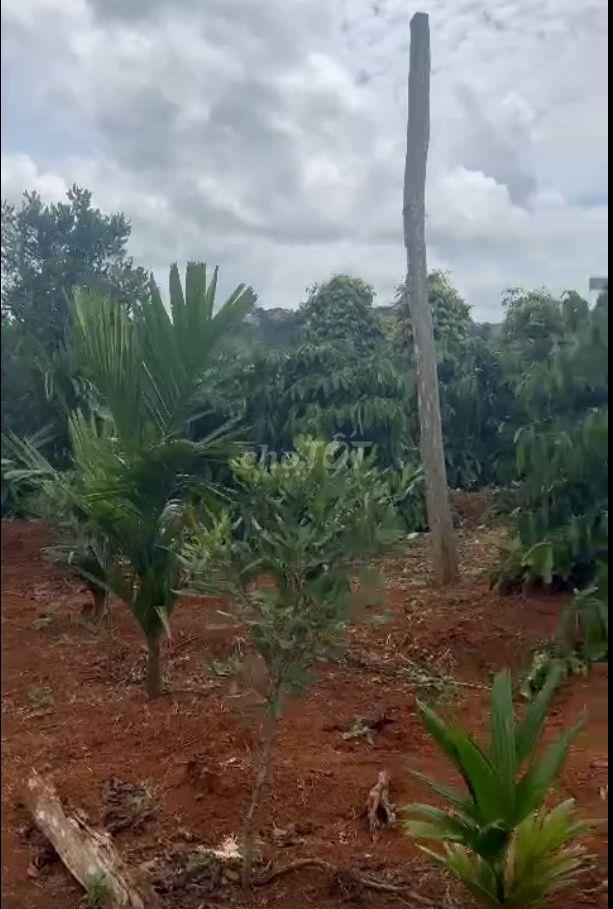 BÁN 1,4 HA VƯỜN CÀ PHÊ – TIÊU TẠI ĐẮK SONG, ĐẮK NÔNG