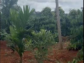BÁN 1,4 HA VƯỜN CÀ PHÊ – TIÊU TẠI ĐẮK SONG, ĐẮK NÔNG