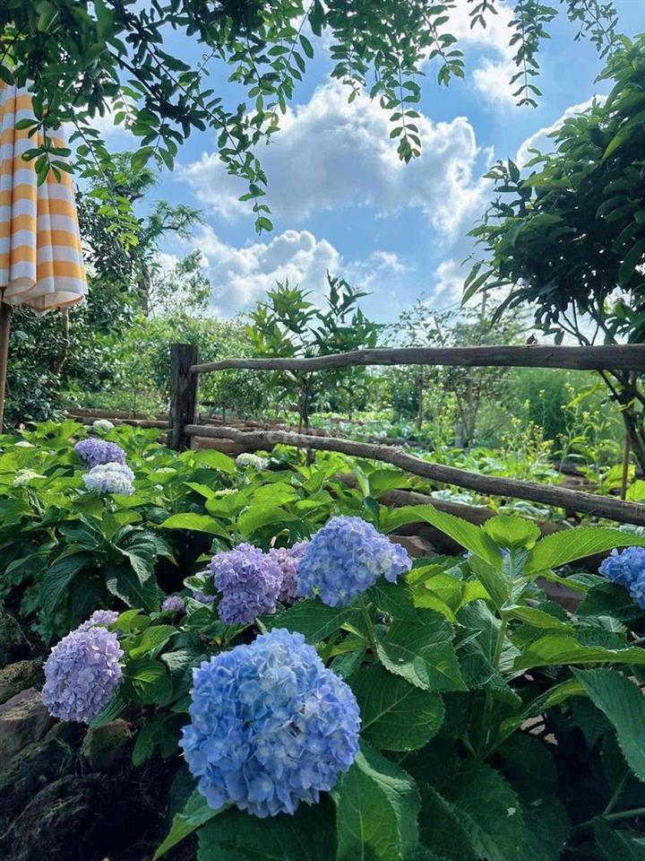 🌿 CHO THUÊ VILLA DÀI HẠN – SỐNG GIỮA KHU VƯỜN 10.000M² 🏡