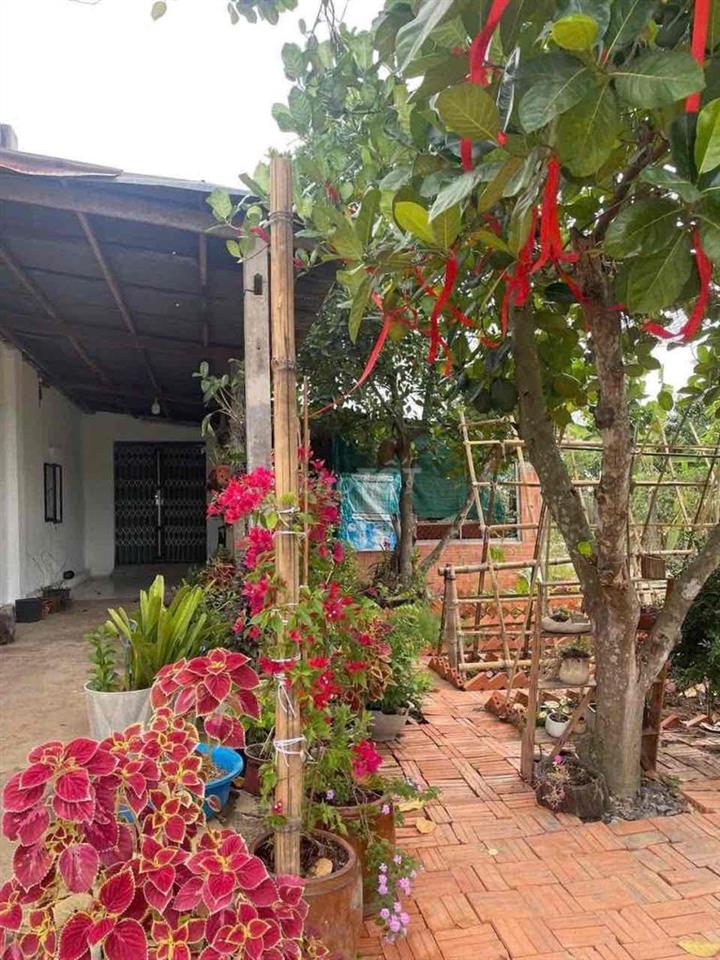 NHÀ VƯỜN 600M2 GIÁ 650 TRIỆU SIÊU ÊM TẠI BÌNH DƯƠNG!